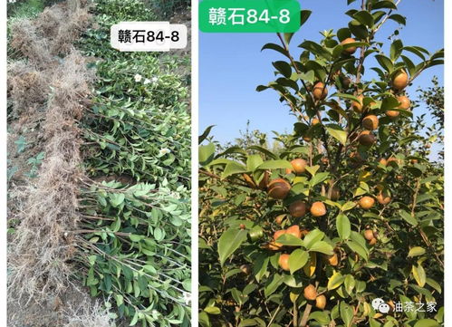 又是一年春來到，油茶種植正當時 良種壯苗與農副產品銷售的雙重關鍵