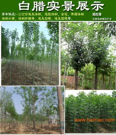 山東濟寧法桐價格與種植經營指南 11公分與9公分法桐報價及供應商信息