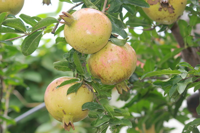 安徽賽宇 以匠心深耕樹木種植，用善心鑄就企業發展